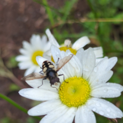 White-spotted Pond Fly photo 4