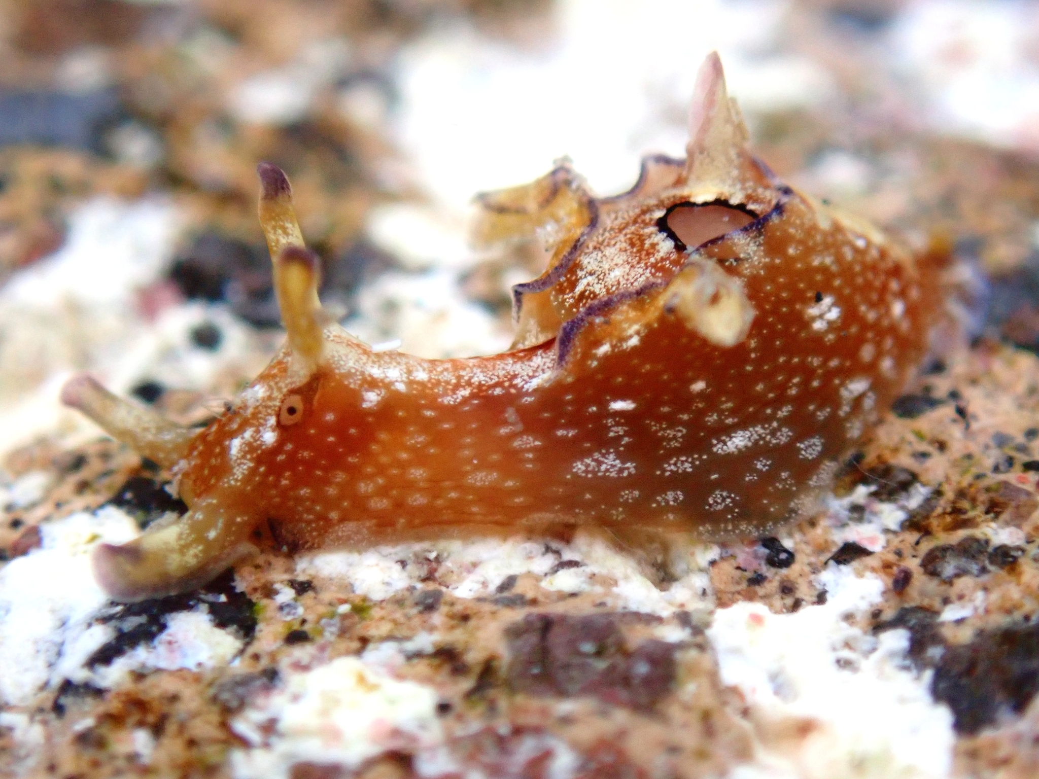 Liebre de mar manchada