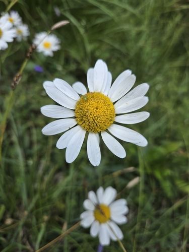 Leucanthemum adustum, photograph 5