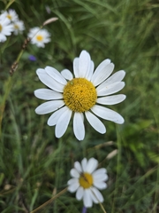Leucanthemum adustum, photograph (c) Ole N., some rights reserved (CC BY)