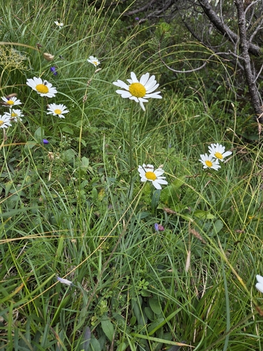 Leucanthemum adustum, photograph 6