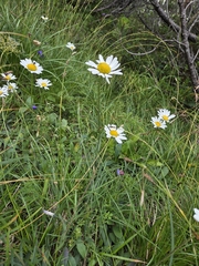 Leucanthemum adustum, photograph (c) Ole N., some rights reserved (CC BY)