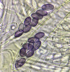 Ascobolus crenulatus