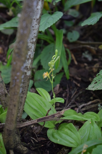 Forest Fly Orchid