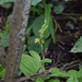 Forest Fly Orchid - Photo (c) Alison Young, some rights reserved (CC BY-NC), uploaded by Alison Young