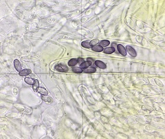 Ascobolus crenulatus