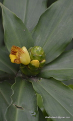 Costus pictus