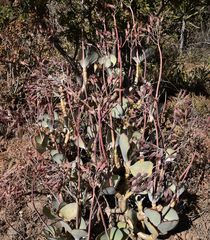 Cotyledon orbiculata oblonga