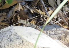 Aspidoscelis stictogrammus