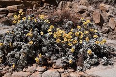 Helichrysum argyrophyllum