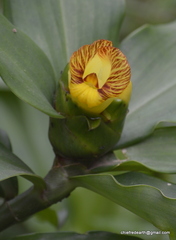 Costus pictus