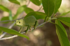 Chamaeleo laevigatus