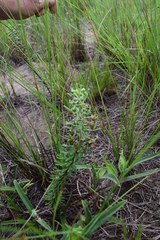 Schizoglossum peglerae