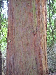 Sequoia sempervirens