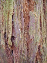 Sequoia sempervirens