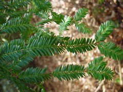 Sequoia sempervirens
