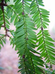 Sequoia sempervirens