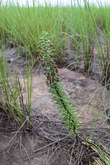 Schizoglossum peglerae