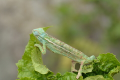 Trioceros ellioti