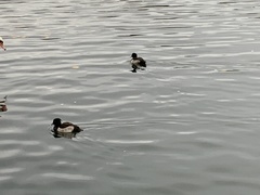 Aythya fuligula
