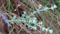 Galium subvillosum