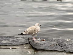 Larus argentatus