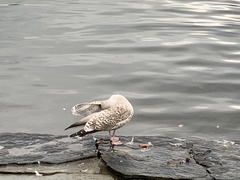 Larus argentatus