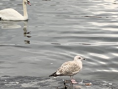 Larus argentatus