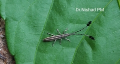 Eucomatocera vittata