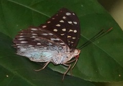 Lexias dirtea merguia