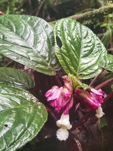 Drymonia turrialvae, photograph 5