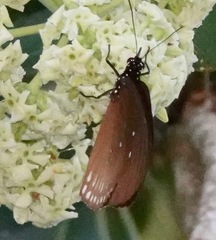 Euploea modesta modesta