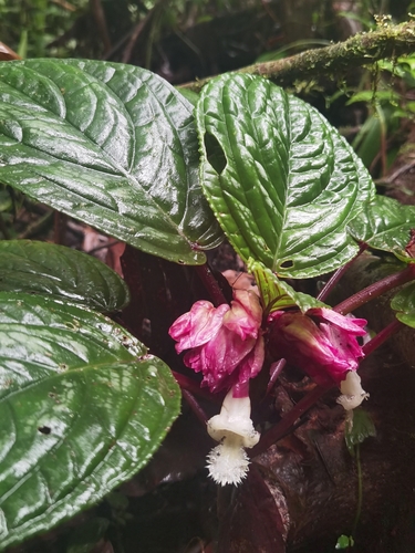 Drymonia turrialvae, photograph 6