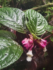 Drymonia turrialvae, photograph (c) Eduardo Chacón Madrigal, some rights reserved (CC BY)