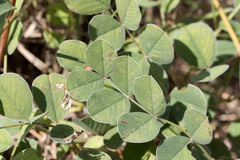 Tephrosia lindheimeri