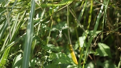 Parnara guttata guttata