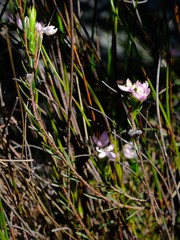 Lachnaea nervosa