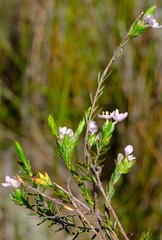 Lachnaea nervosa
