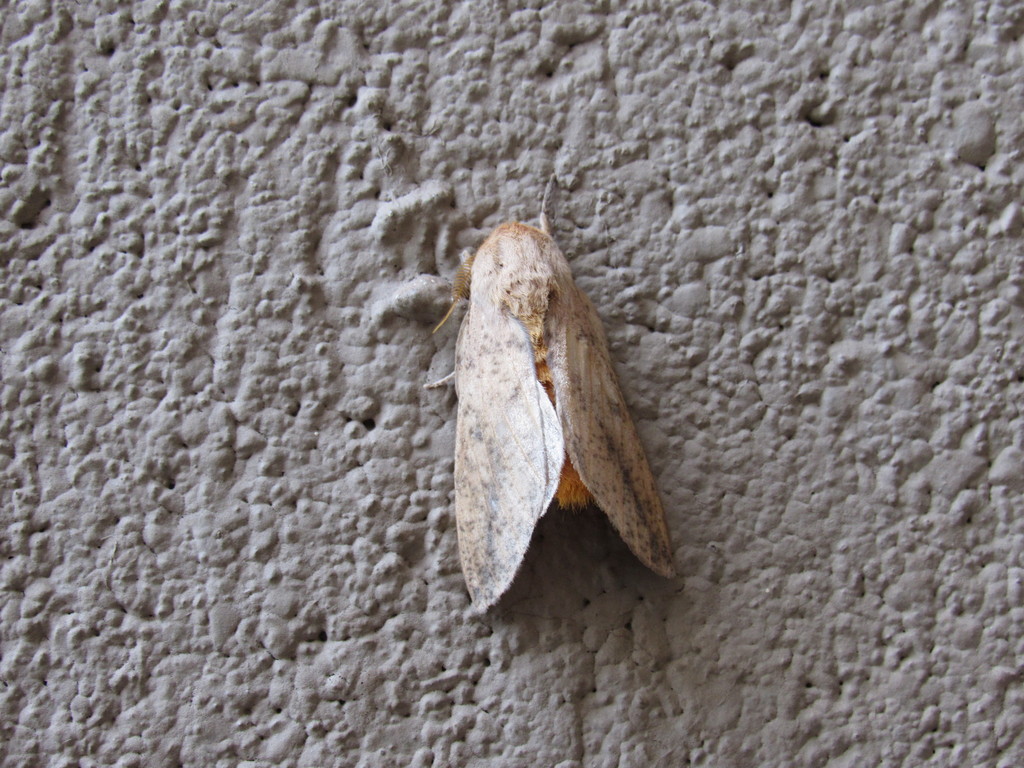 Scolesa nebulosa
