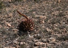 Aloe broomii