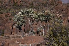 Cussonia paniculata paniculata