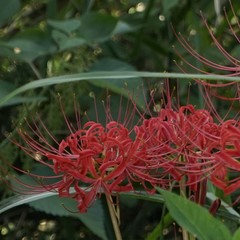 Lycoris radiata
