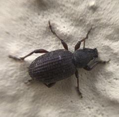 Coleoptera
