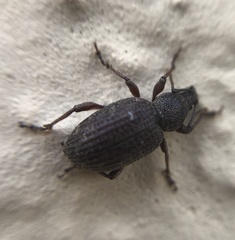 Coleoptera
