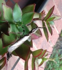 Phyllocrania paradoxa