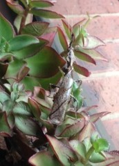 Phyllocrania paradoxa
