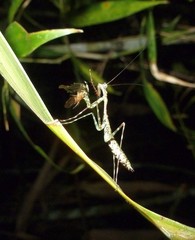 Liturgusella malagassa