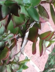 Phyllocrania paradoxa