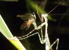 Liturgusella malagassa