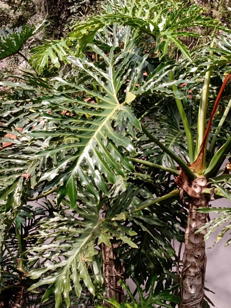 Thaumatophyllum bipinnatifidum